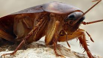 Las cucarachas se convierten en