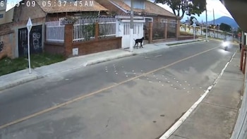 Perro ladrando - crédito redes sociales