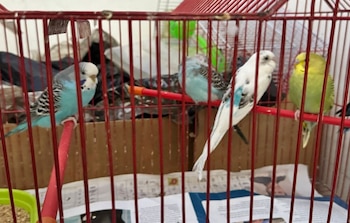 Autoridades de Bogotá incautan 34