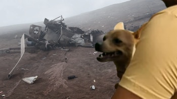 La chihuahua que sobrevivió abrazada