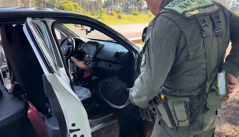 “Roque”, el perro antinarcóticos de Gendarmería, marcó la presencia de marihuana durante la inspección del vehículo