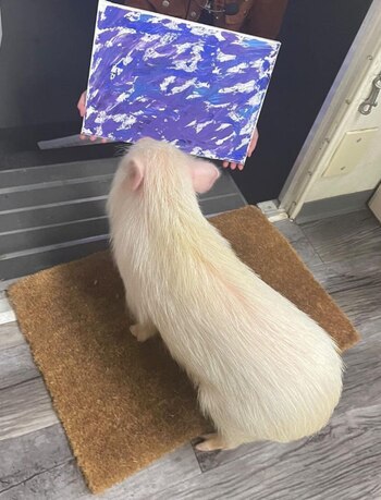 Penny no asiste a los