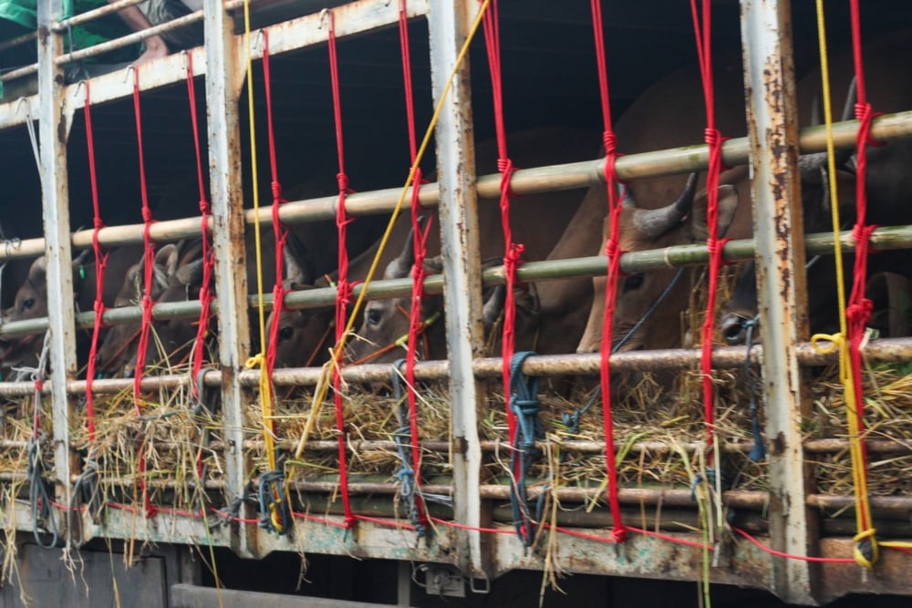 La carne bovina lideró las ventas del mes con 251 millones de dólares, pero el crecimiento de 11% no respondió a un mayor volumen: las toneladas colocadas bajaron 8%, de 32.934 a 30.293 (Foto: Shutterstock)