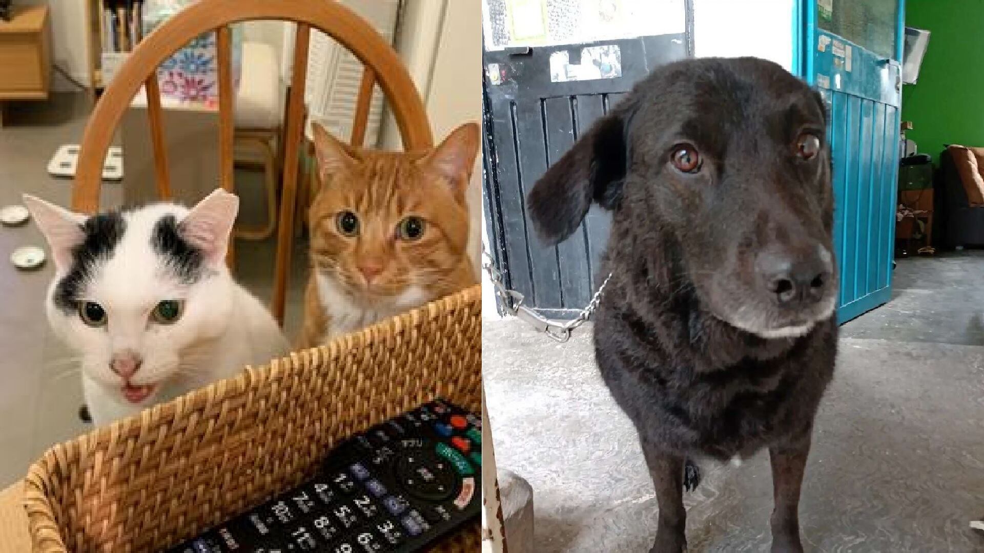 Perros y gatos rescatados podràn acceder a este apoyo (Jorge Contreras/Infobae)