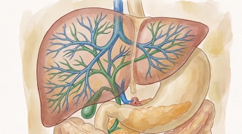 Ilustración del hígado, vesícula biliar y estómago, con una red de vasos sanguíneos azules y conductos verdes ramificándose.