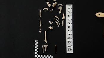 Desde restos infantiles hasta dientes de tiburón, el simbolismo oculto en las urnas prehispánicas de Cansacbé