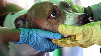 Fundación Haghenbeck denuncia a Sedema por ocultar información sobre perros y gatos rescatados en Cuajimalpa