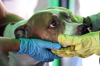 Un perro fue rescatado en medio de las labores en Cali luego de 72 horas de ocurrido el sismo con magnitud de 7.4 el lunes 10 de agosto de 2026 - crédito Raúl Arboleda / AFP