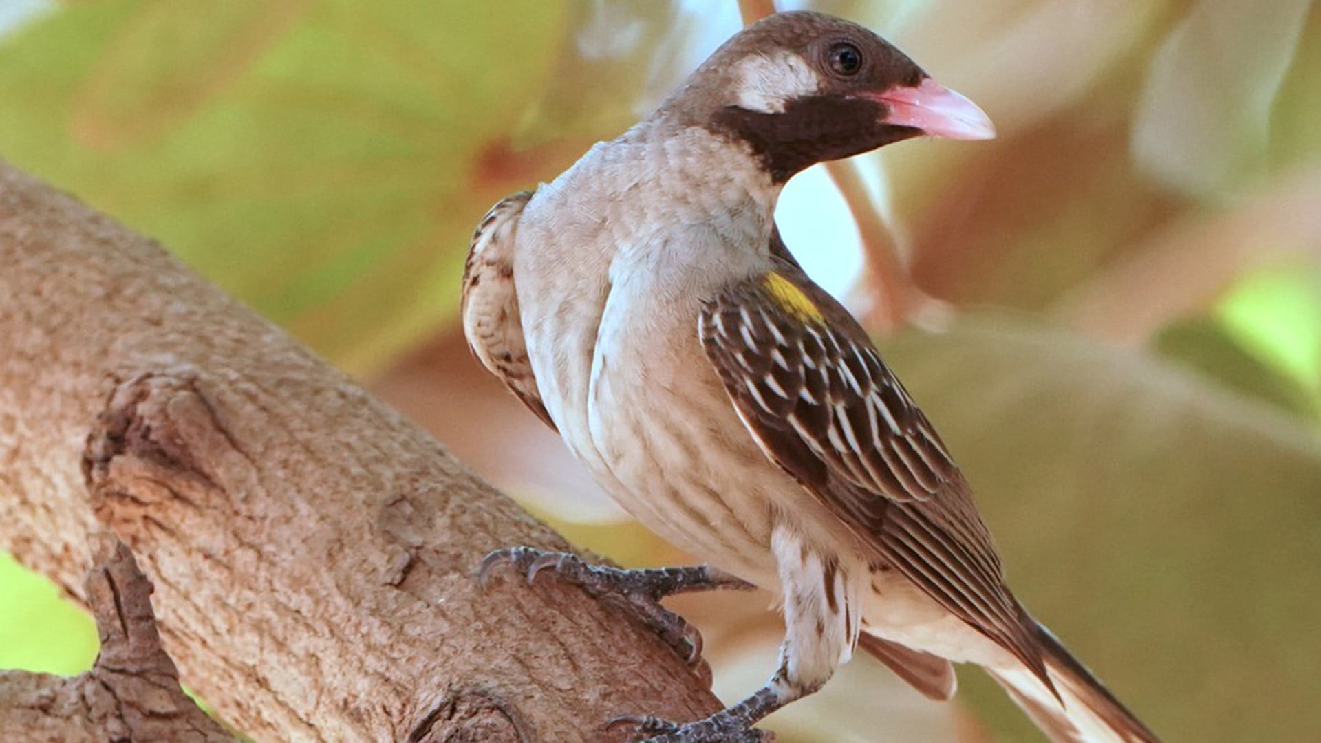 El indicador grande (Indicator indicator) es un ave africana que habita en bosques y sabanas del África subsahariana (Bart van Hoogstraten)