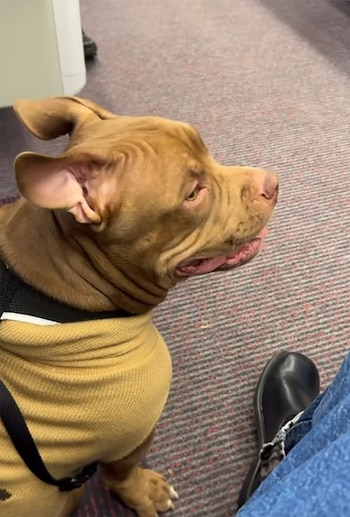 Perro de color marrón con suéter amarillo, arnés negro, alfombra estampada, pantalón vaquero azul y zapato oscuro