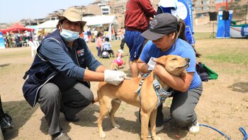 Vacunación se realizará en todo
