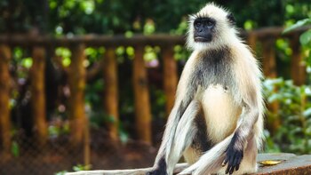 La curiosa técnica que utilizan