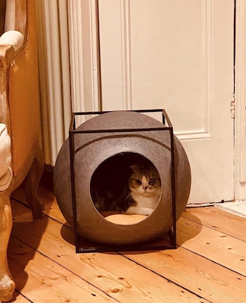 Meredith gatos famosos (Foto: Instagram/taylorswift)