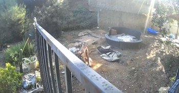 Un puma de color marrón claro con manchas oscuras camina en un patio trasero de tierra, con una cerca, vegetación y un pozo de fuego al fondo