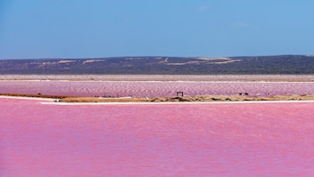 Parece IA, pero no lo es: así es el lago rosa que mide 600 metros y está pegado al océano