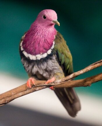 Las palomas con plumajes coloridos