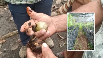 El sabor del fruto se