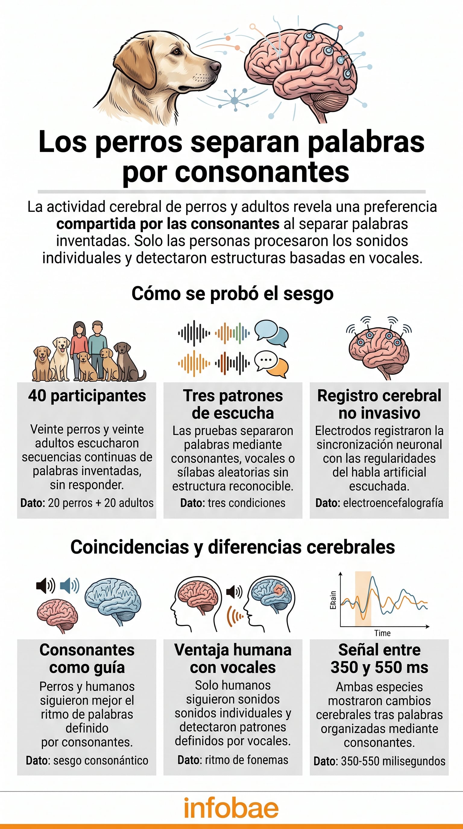 Un estudio publicado en la revista Science determinó que los perros de compañía identifican límites entre palabras y muestran un sesgo por las consonantes (Imagen Ilustrativa Infobae)