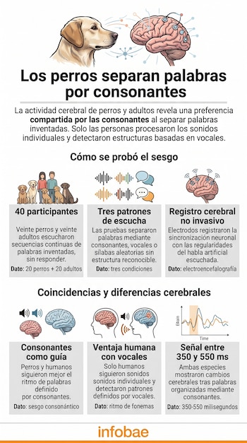 Infografía con ilustraciones de un perro, un cerebro humano, iconos de sonido y gráficos de ondas con texto explicativo.