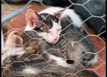 Se abrió una investigación criminal