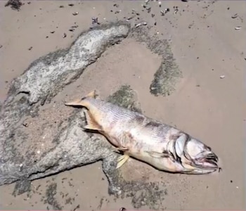 Alta salinidad provocó la muerte