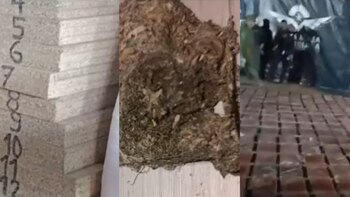 Se trataba de cannabis, sativa