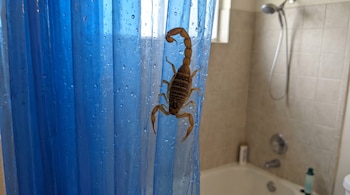 Imagen de un escorpión de color claro descendiendo por una cortina de ducha de plástico azul con muchas gotas de agua en un baño.