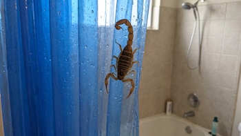 Los rincones de tu casa donde se esconden los alacranes y que nunca revisas