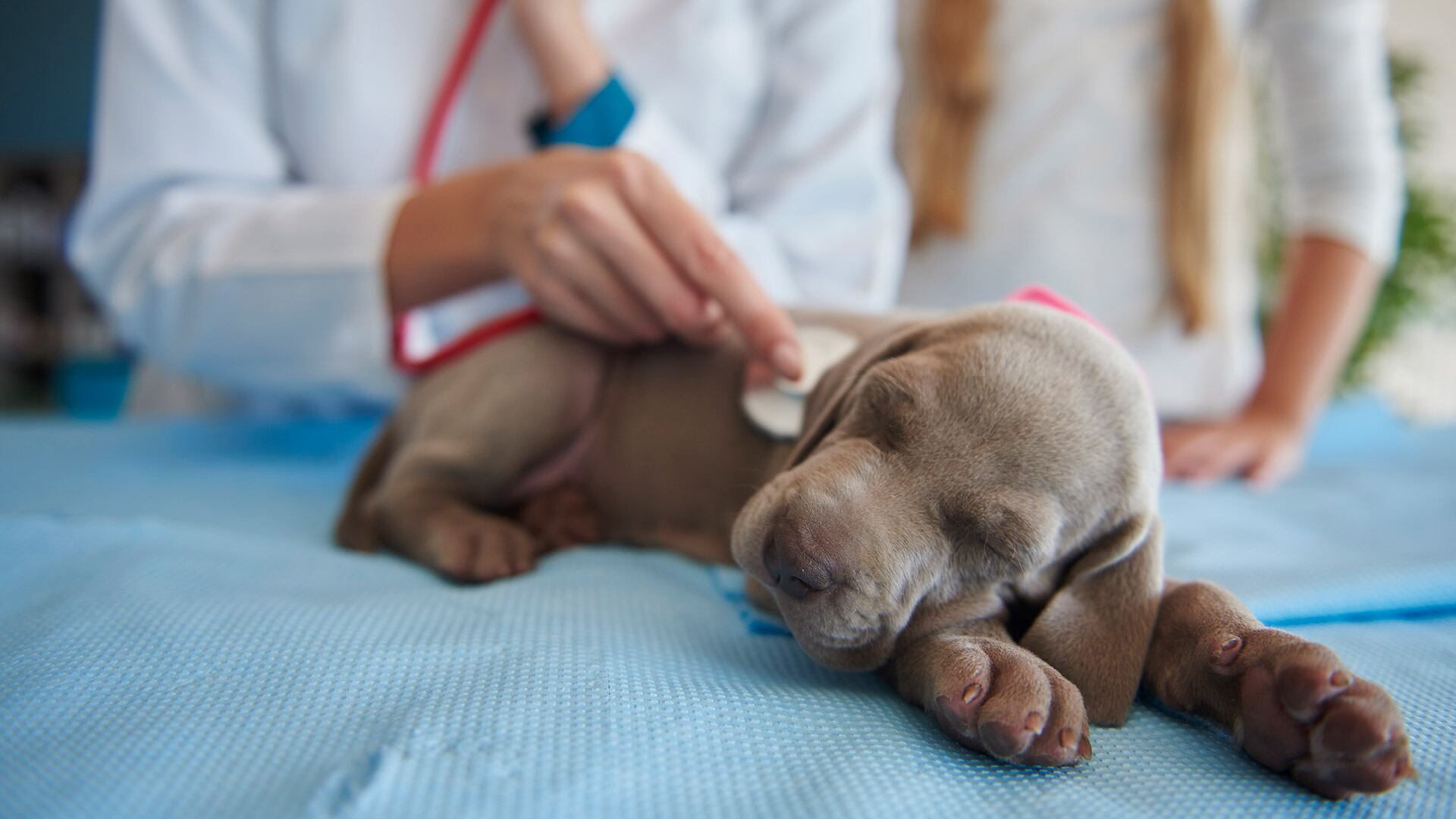 La temperatura corporal normal de un perro adulto varía entre 37,5 °C y 39,0 °C; superar los 39,5 °C indica fiebre, y a partir de 40,5 °C se considera emergencia veterinaria (Freepik)