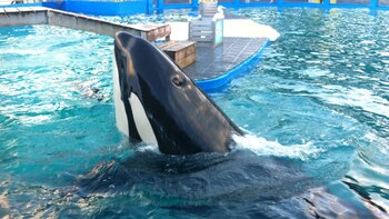 Entregan los restos de la