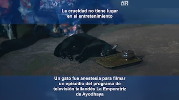 El caso del gato anestesiado