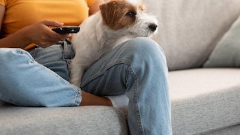 Los amos de perros sienten un dolor similar ya sea que las mascotas mueran sacrificadas o de forma natural