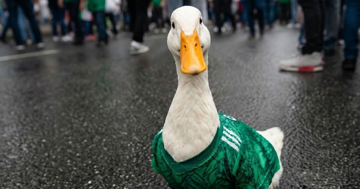 Pato Merlin Ya vuela alto: FIFA nombra al pato Merlín como embajador oficial del ...