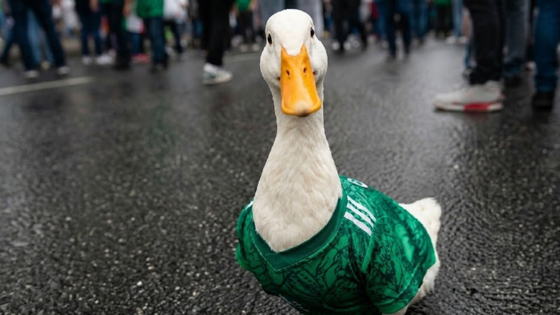 Lo que comenzó como videos virales entre aficionados del Tri ahora podría llevar al pato más famoso de México a un encuentro con directivos del futbol mundial.
