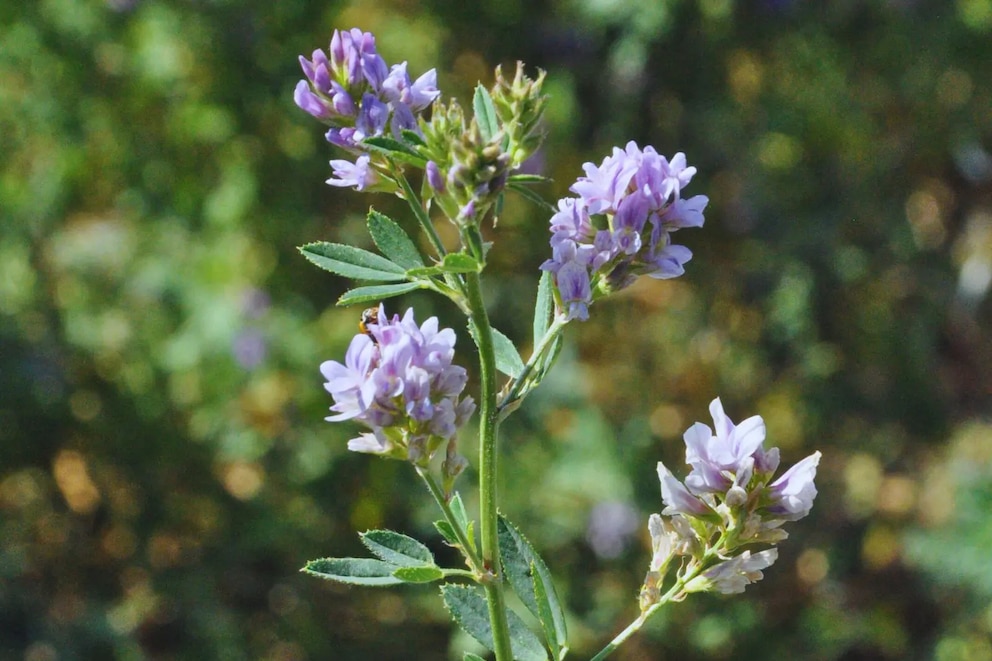 Alfalfa