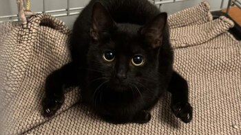 Los rescatistas explicaron que la