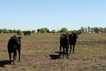 Cría bovina en el campo