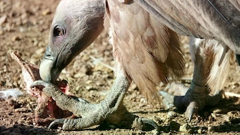 El buitre leonado más longevo de Europa podría estar en España: ornitólogos encuentran un ejemplar en Huesca con una anilla de 1998