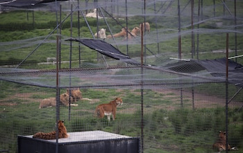 Tras denuncias de maltrato animal