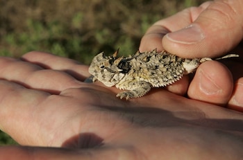 La lagartija cornuda enfrenta amenazas