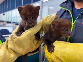 Tres crías de yaguarundí permanecen bajo observación veterinaria en el Centro de Atención y Valoración de Fauna Silvestre de la CAR, luego de su rescate en La Mesa, Cundinamarca - crédito CAR Cundinamarca