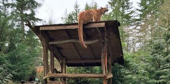 La gripe aviar, transmitida por