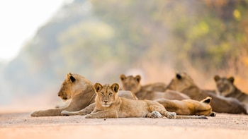 La población de leones salvajes