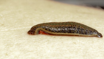 Encuentran la primera sanguijuela medicinal en Ciudad Real después de cuatro décadas en las que se creía “prácticamente extinguida”: ¿Cómo ayuda a los trombos de sangre?