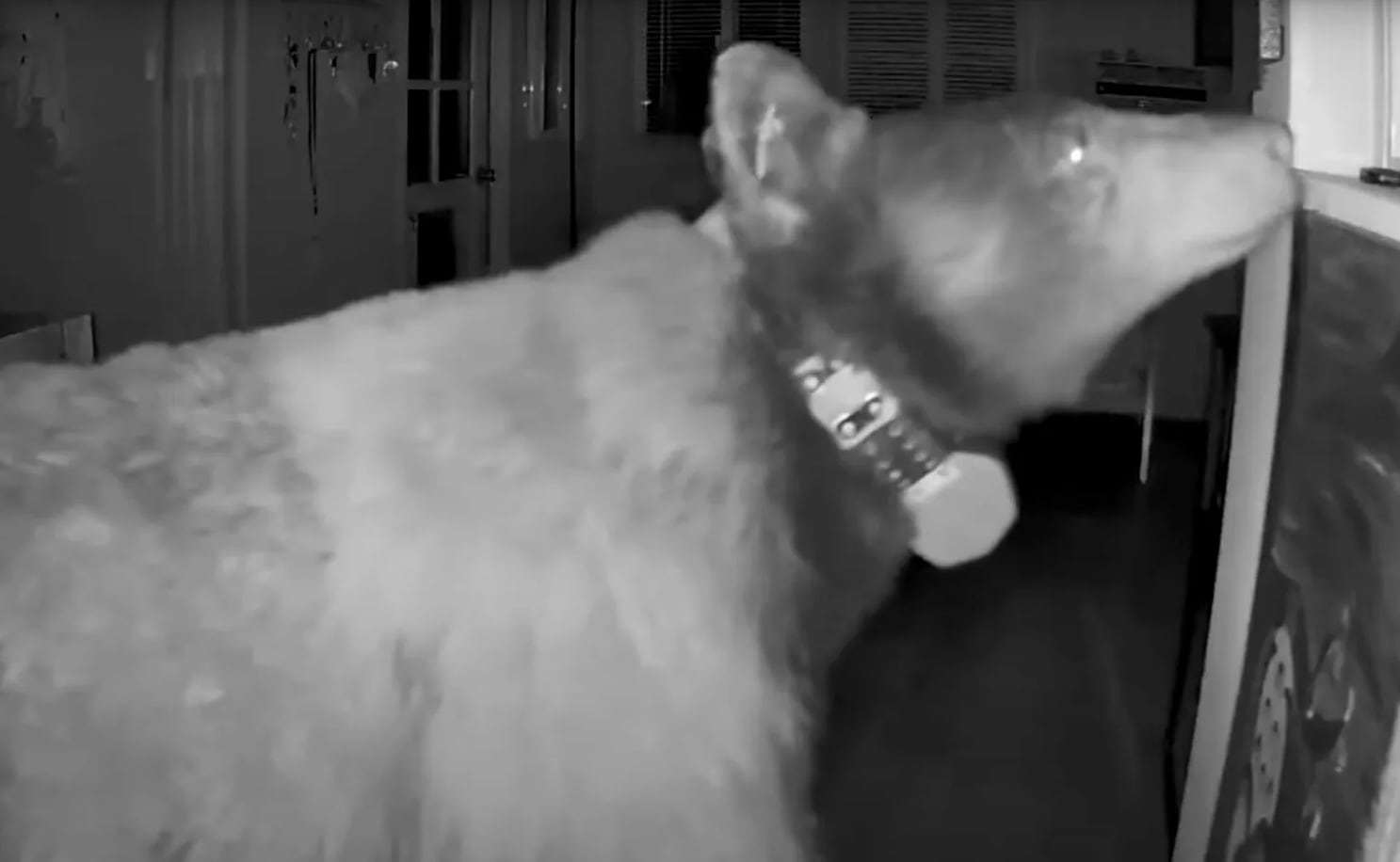 Perro defiende su casa de un oso negro —(Captura de video)
