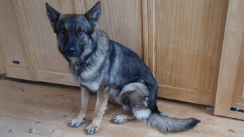 La historia de este can