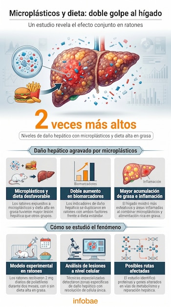 Infografía muestra un hígado afectado, microplásticos, una hamburguesa con papas fritas, un ratón de laboratorio y diagramas de biomarcadores y rutas biológicas.