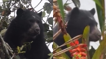 El oso de anteojos fue identificado también en el páramo de Rabanal, Boyacá, reforzando el papel de estas áreas protegidas en su conservación - crédito @CORPOCHIVOR / X