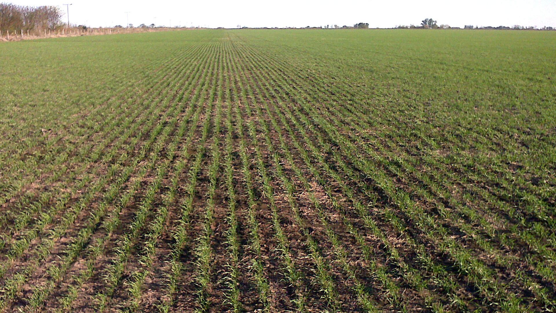 El acumulado anual alcanzó los USD 5.172 millones, aunque, al compararlo con igual periodo de 2025, se observa una caída del 15% en los ingresos generados por la actividad agroexportadora