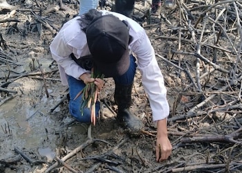 Reforestación de manglares, sitios que contribuyen a la protección de las comunidades costeras. (Cortesía)